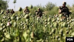 Tanaman opium di wilayah Afghanistan.