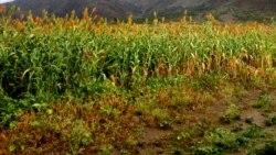 በራያ ቆቦ የምግብ እጥረት