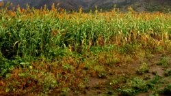 የራያና ቆቦ ገበሬዎች ስጋታቸውን ገልጸዋል