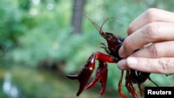 FILE - A red swamp crayfish (Procambarus clarkii) is held by Charles Oliver Coleman, of the Leibniz Institute for Research on Evolution and Biodiversity, at Tiergarten park in Berlin, Germany, August 24, 2017. The invasive red…