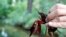 FILE - A red swamp crayfish (Procambarus clarkii) is held by Charles Oliver Coleman, of the Leibniz Institute for Research on Evolution and Biodiversity, at Tiergarten park in Berlin, Germany, August 24, 2017. The invasive red…