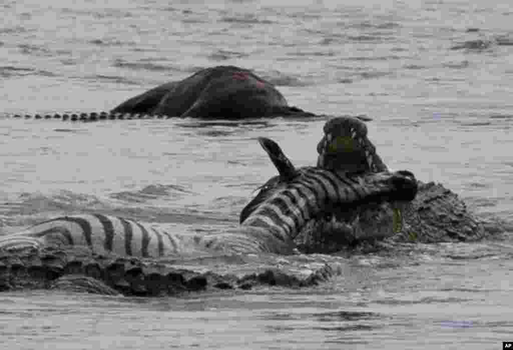 Buaya-buaya di sungai Maasai Mara, Kenya memakan seekor zebra yang mereka bunuh saat menyeberangi sungai itu. 