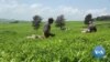 Job Losses Loom in Kenya's Tea Industry as Workers Compete with Machines 