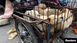 2015年广东自治区玉林狗肉节被出售的小狗