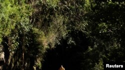 FILE - A man walks with his bicycle through the Tijuca Forest in Rio de Janeiro, Brazil, July 29, 2012.