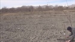 توزیع بیش از هفت هزار نهال به دهقانان غزنی