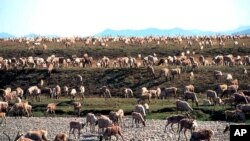 FILE - In this undated file photo provided by the U.S. Fish and Wildlife Service, caribou from the Porcupine caribou herd migrate onto the coastal plain of the Arctic National Wildlife Refuge in northeast Alaska.
