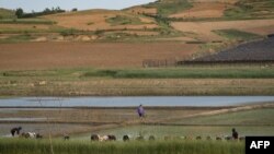 A man walks under trees covered with hoar-frost on Galyateto Mountain, Hungary.