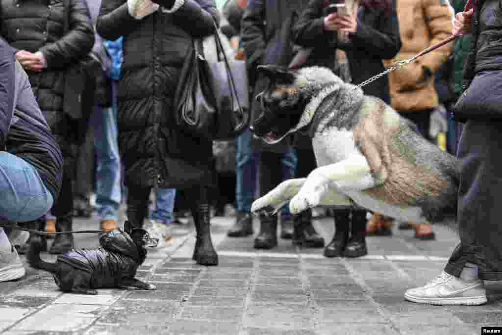 Two dogs play as people block the Republic Square for 15 minutes to pay their respects for 15 victims of a fatal roof collapse at Novi Sad&#39;s railway station in Belgrade, Serbia.