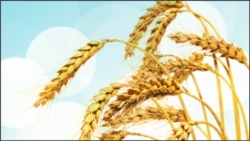 Study Shows Climate Change Is Affecting Bird Migration