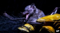 Mexico's National Autonomous University, Ecology Institute student Fernando Gual retrieves a Mexican long-tongued bat from a net set up at the university's botanical gardens in Mexico City, March 16, 2021.