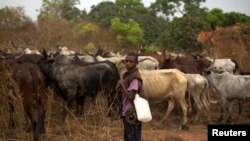 Un berger se tient près de ses vaches, ici en Centrafrique, le 9 mars 2014.