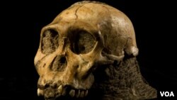 Le crâne d'un jeune Australopithecus sediba, espèce considérée comme un ancêtre du genre Homo, a été découvert dans une grotte de Malapa en Afrique du Sud en 2008.