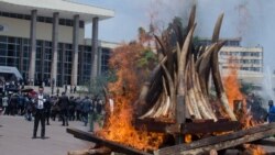 L'Ouganda fait la chasse aux braconniers