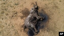 Plus de 200 pachydermes étaient morts de la sécheresse en 2019, cette année, la situation est encore plus critique selon les rangers.