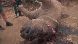 Drones May Help Stop Poaching in South Africa