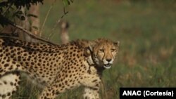 Cheetah di Marromeu, Mozambique. (Foto: Courtesy/ANAC)