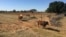 Botswana farmers will soon be able to diversify their activities to include keeping small game. (Mqondisi Dube/VOA) 