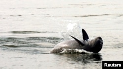 FILE - An Irrawaddy dolphin, also known as the Mekong dolphin, swims in the river at Kampi village in Kratie province, 230 km (143 miles) northeast of Cambodia, March 25, 2007.