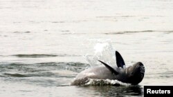 FILE PHOTO - An Irrawaddy dolphin, also known as the Mekong dolphin, swims in the river at Kampi village in Kratie province, 143 miles northeast of Cambodia, March 25, 2007. REUTERS/Chor Sokunthea
