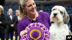 Handler Janice Hays poses for photos with Buddy Holly, a petit basset griffon Vendéen, after he won best in show during the 147th Westminster Kennel Club Dog show Tuesday, May 9, 2023, at the USTA Billie Jean King National Tennis Center in New York. (AP Photo/Mary Altaffer)