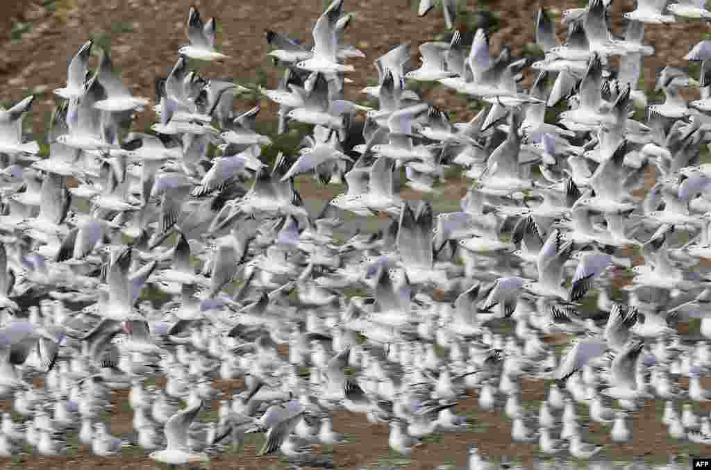 Seagulls fly over the Burj Hammoud&#39;s garbage dump near Beirut&#39;s port on the northern entrance of the capital in Lebanon as the levant experiences stormy weather.