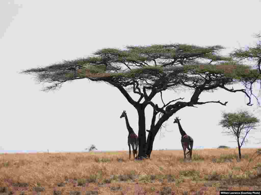 Environmental threats must be weighed against economic development.