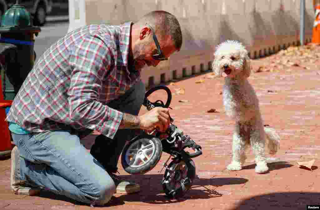 សុនខ​មួយ​ក្បាល​ដែល​គ្មាន​ជើង​មុខ​ទាំង​ពីរ​ឈ្មោះ Cora Rose ប្រើជើង​ក្រោយ​ឈរ​ចាំ​លោក Zach Skow ជួស​ជុល​រទេះ​របស់​ខ្លួន​នៅ​តាម​ផ្លូវ​ក្នុង​រដ្ឋធានី​វ៉ាស៊ីនតោន។ &nbsp;