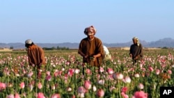 Les cultivateurs récoltent l'opium brut dans un champ dans le district de Zhari, dans la province de Kandahar, Afghanistan, 11 avril 2016