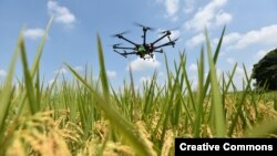 The use of drones for monitoring rice crops at CIAT's headquarters in Colombia