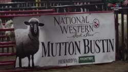 Ռոդեոյի պատանի մասնակիցները դուրս են գալիս մրցավազքի՝ ոչխարներին հեծած