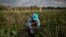 FILE - A Mexican migrant worker picks blueberries during a harvest at a farm in Lake Wales, Florida, March 31, 2020.