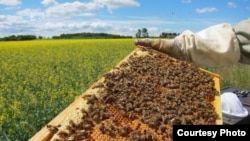 FILE - A honeybee colony, filled with busy bees tending their brood and food storage. (Maj Rundlöf)