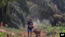 Seorang membawa tandan buah segar kelapa sawit di sebuah perkebunan kelapa sawit di Pekanbaru, Provinsi Riau, 14 September 2019. 