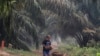 Palm Oil Kings Indonesia, Malaysia Lost Less Forest in 2019