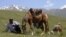 Kyrgyz Horse Pasture