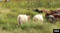 Des efforts sont en cours au Tchad pour réduire les tensions entre éleveurs et agriculteurs
