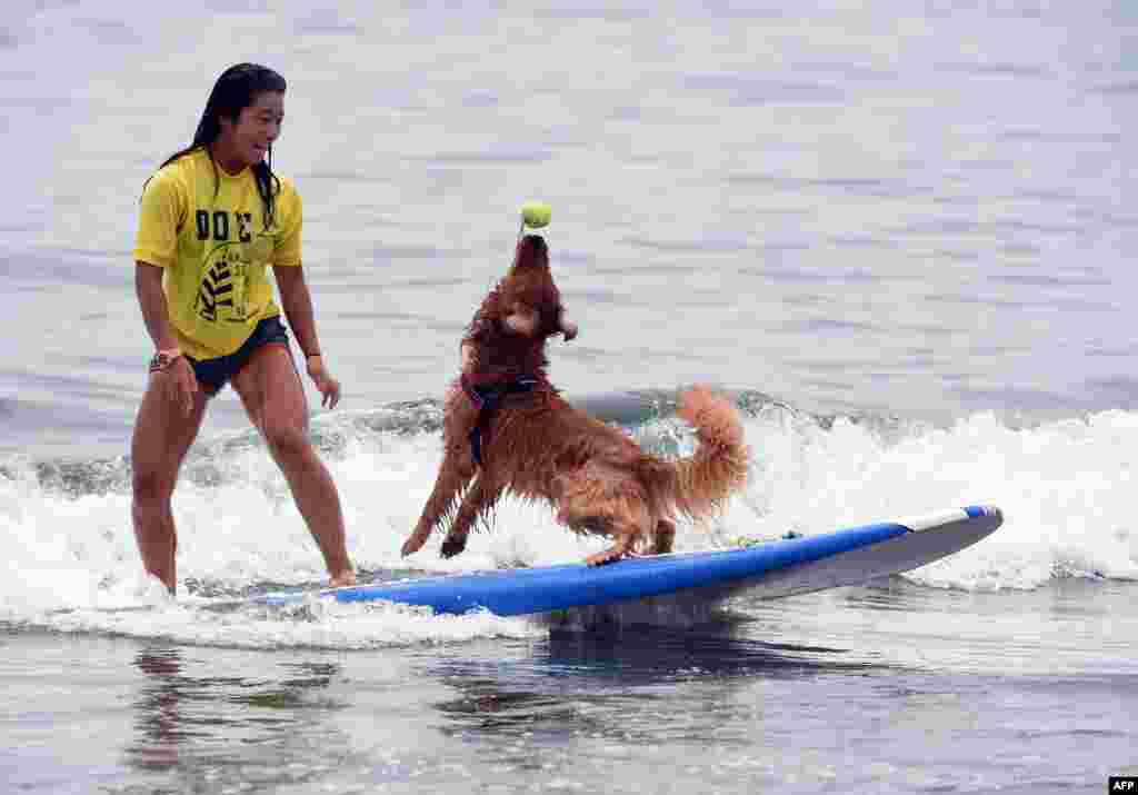 Seekor anjing menangkap bola tenis dari pemiliknya, Nao Omura dalam Lomba Selancar bersama binatang di pantai Tsujido, Fujisawa, Kanagawa, Jepang.