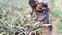 Reportage de Zoumana Wonogo, correspondant à Ouagadougou pour VOA Afrique