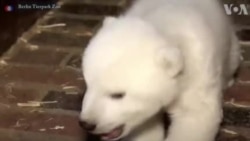 ต้อนรับ'หมีขาว'วัย 10 สัปดาห์ สมาชิกใหม่สวนสัตว์ในเบอร์ลิน