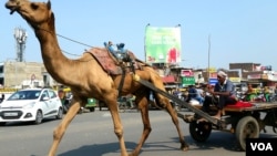 在古吉拉特邦的省级公路上，骆驼车与汽车同时在机动车道路上前行。（美国之音朱诺拍摄，2017年11月15日）