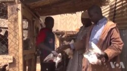 Sana’ar Sayar Da Kaji A Birnin Konni Jamhuriyar Nijar