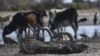Cows drink water in one of the dry channels of the wildlife rich Okavango Delta near the Nxaraga village in the outskirt of Maun, Sept. 28, 2019.