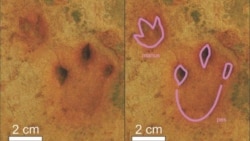 Quiz - Study: ‘Firewalker’ Dinosaurs Survived South Africa’s Land of Lava