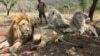 Zakuna 4 Daga Gidan Zoo Din 'Kruger' Sun Ranta A Na Kare
