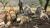 Un braconnier présumé dévoré par des lions en Afrique du Sud