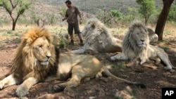 Kevin Richardson avec des lions dans le parc Broederstroom, près de Johannesburg, en Afrique du Sud.