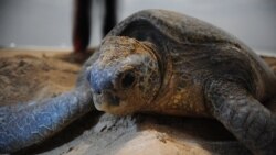 L'érosion menace les tortues Luth à Libreville