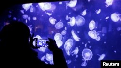 Seorang pengunjung mengabadikan berbagai ubur-ubur di akuarium baru yang dibuat untuk 45 jenis spesies itu di Akuarium Paris, Perancis, 16 Januari 2019.
