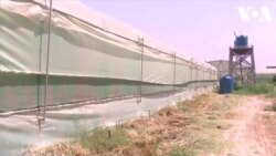 کندهار: پخواني نېښګر اوس په شنو خونو کې کار کوي